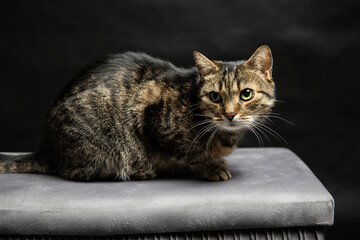 A photoshoot of a domestic cat against a black background © workszop