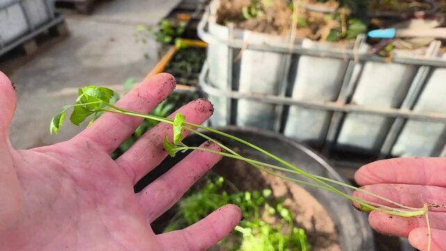Pricking out celeriac seedlings in a greenhouse, transplanting celery root sprouts into individual pots for growth.