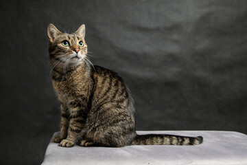 A photoshoot of a domestic cat against a black background © workszop