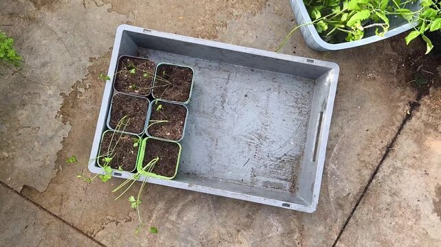 Pricking out celeriac seedlings in a greenhouse, transplanting celery root sprouts into individual pots for growth.