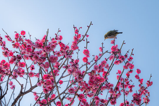 Pflaumenbl&uuml;ten in Tokio