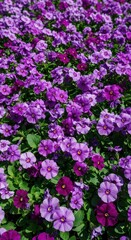 Obraz premium A beautiful, vibrant purple flower bed filling the frame, showing dense blossoms and lush green foliage under bright sunlight, magenta, bloom, flowers