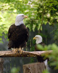 Obraz premium Two bald eagles perched in forest setting