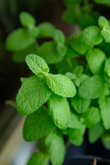 Liście mięty © Studio Migafka