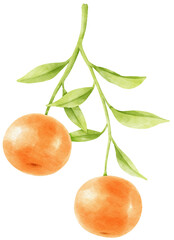 Orange branch with fruits watercolor illustration
