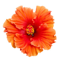 Beautiful bright orange hibiscus flower macro isolated on white background