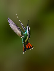Fototapeta premium Female Black-throated Mango Hummingbird Hovering In Mid-Air