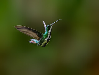 Fototapeta premium Female Black-throated Mango Hummingbird Hovering In Mid-Air