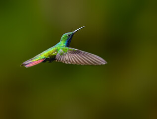 Fototapeta premium Rufous-tailed Hummingbird Hovering in Flight With Wings Spread