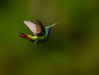 Fototapeta premium Rufous-tailed Hummingbird Hovering in Flight With Wings Spread