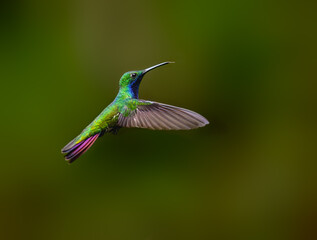 Fototapeta premium Rufous-tailed Hummingbird Hovering in Flight With Wings Spread