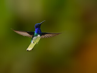 Fototapeta premium White-necked Jacobin Hummingbird Hovering In Flight Against Green Background