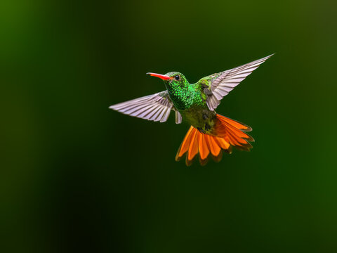 Rufous-tailed Hummingbird Hovering in Flight With Wings Spread