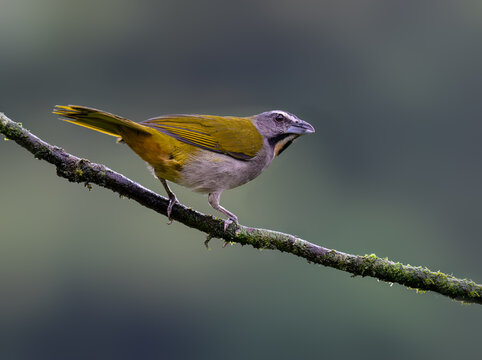 Buff-throated Saltator Perched on Mossy Branch on Green Background