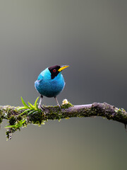 Obraz premium Male Green Honeycreeper Perched on Mossy Branch in Rainforest