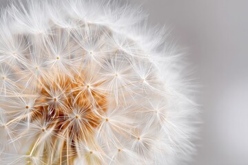Macro photography of a dandelion seed head showcasing intricate details of the fluffy seeds against a soft, blurred background