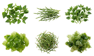 Fototapeta premium Collection of green plants and leaves arranged neatly in a grid pattern on a surface