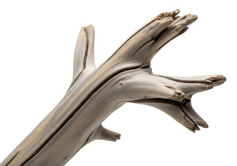 Fototapeta premium Weathered driftwood branch with intricate grain patterns and split ends on black background