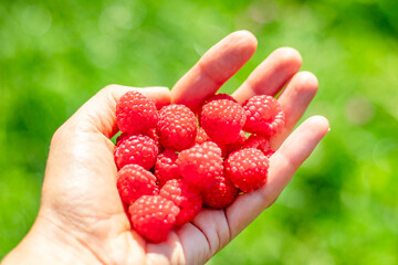 Human hand holding organic raspberries, symbolizing summer harvest.