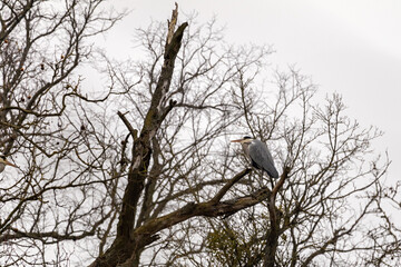 Grey heron (Ardea cinerea) standing, hunting, leafless trees. Wild birds, bird watching in winter. Dramatic silhouette of European water bird against overcast sky.