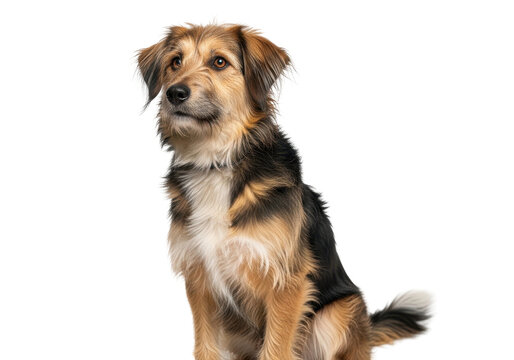 Alert mixed breed dog with shaggy fur sitting attentively against a black background