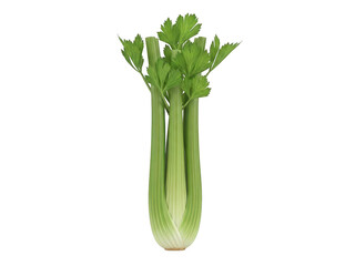 A green celery stalk with leaves on top