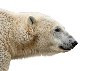 Fototapeta premium Close-up profile of a majestic polar bear with detailed fur against a black background