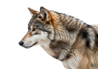 Fototapeta premium Close-up profile of a majestic wolf with detailed fur and piercing amber eyes