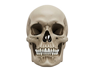 Obraz premium A close up of a human skull on a white background