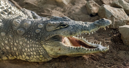 Obraz premium Crocodile is laying on the ground with its mouth open