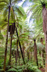 Naklejka premium Whakarewarewa Forest in Rotorua, New Zealand, features tall ferns and redwood trees and lush greenery, allowing scenic walks amidst nature.