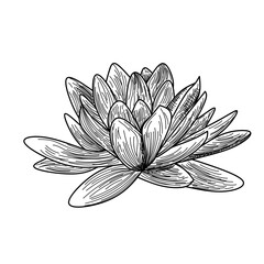 lotus
