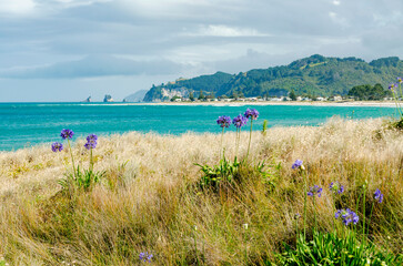 Obraz premium Whangamata Beach in New Zealand, featuring a scenic view of the beach with turquoise waters and gentle waves. In the foreground, there are clusters of vibrant purple flowers amidst tall grasses. 