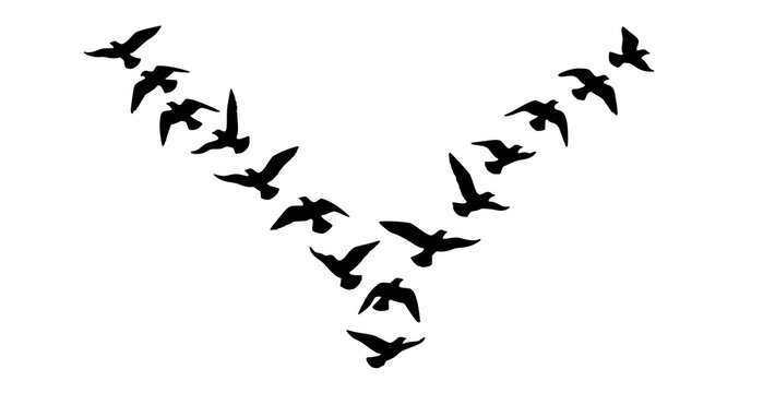 Minimal V Shape Flying Bird Flock Silhouette Hand Drawn Vector