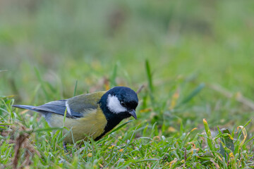 Parus major bird exploring green grass, searching for food in the garden © Alexandre Arocas