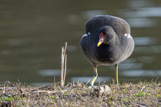 Gallinula chloropus, a common moorhen, standing on a bank next to water in castello d'empuries