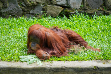 Bornean orangutan lying down on green grass, resting peacefully in a conservation area. © Alvi Prasetya