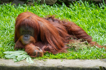 Bornean orangutan lying down on green grass, resting peacefully in a conservation area. © Alvi Prasetya