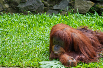 Bornean orangutan lying down on green grass, resting peacefully in a conservation area. © Alvi Prasetya