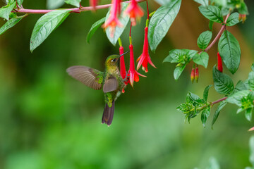 Fototapeta premium A Tyrian Metaltail hummingbird (Metallura tyrianthina) caught in mid-air while feeding on bright red wildflowers in the high-altitude cloud forests of the Peruvian Andes.