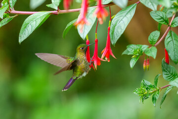 Fototapeta premium A Tyrian Metaltail hummingbird (Metallura tyrianthina) caught in mid-air while feeding on bright red wildflowers in the high-altitude cloud forests of the Peruvian Andes.