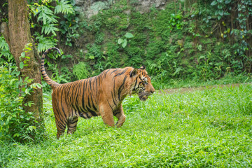 Sumatran tiger walking gracefully on lush green grass.