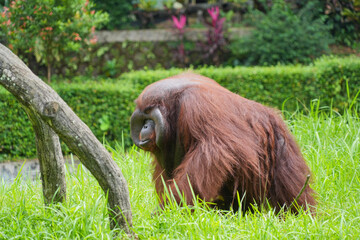 Male flanged Bornean orangutan sitting on green grass, eating leaves in a conservation area. © Alvi Prasetya