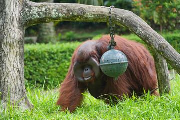 Male flanged Bornean orangutan sitting on green grass, eating leaves in a conservation area. © Alvi Prasetya