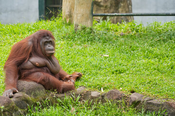 Male flanged Bornean orangutan sitting on green grass, eating leaves in a conservation area. © Alvi Prasetya