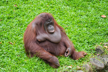 Male flanged Bornean orangutan sitting on green grass, eating leaves in a conservation area. © Alvi Prasetya
