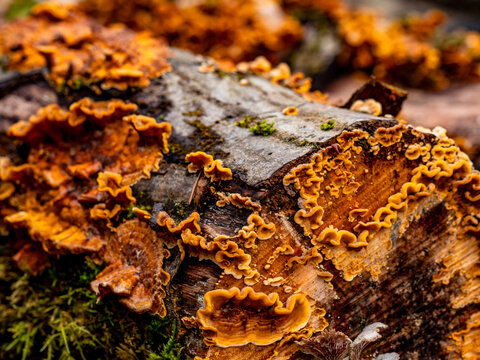 Baumpililze auf einem modrigen Baumstamm im Wald