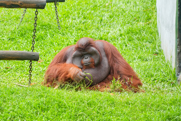 Male flanged Bornean orangutan sitting on green grass, eating leaves in a conservation area. © Alvi Prasetya