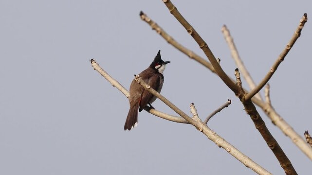 Red whiskered bulbul perched on branch.