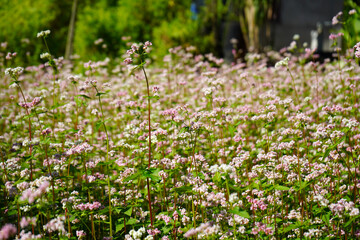 Obraz premium Beautiful Pink and White Buckwheat Field Blooming under Bright Summer Sunlight
